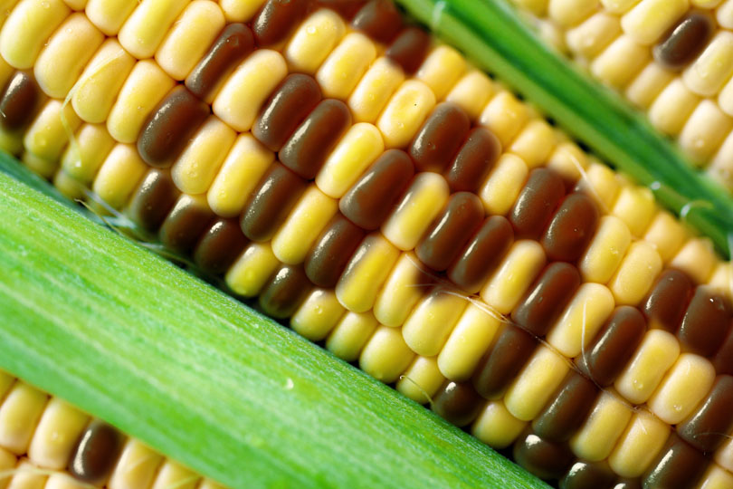 Plants with artificial genetics